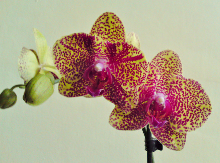 Dtps. Fusheng Sweet Paradise - Orhidee phalaenopsis