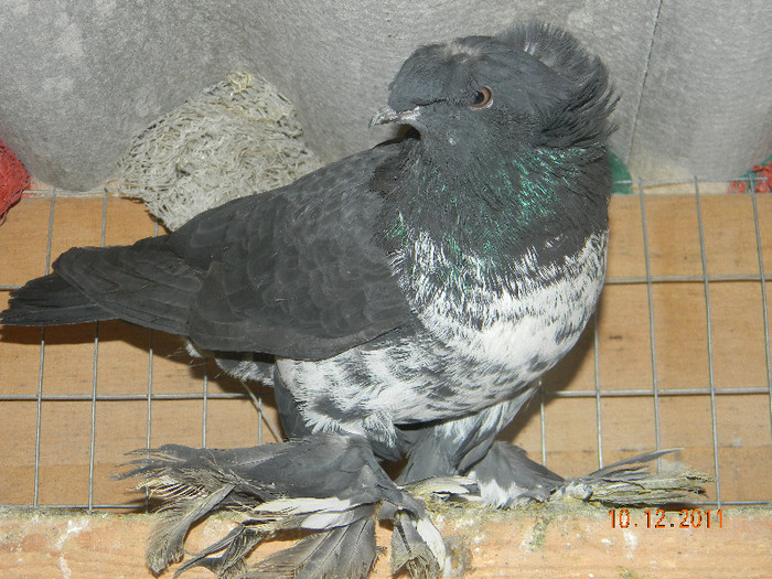 pui 2011 - Porumbeii mei decembrie 2011
