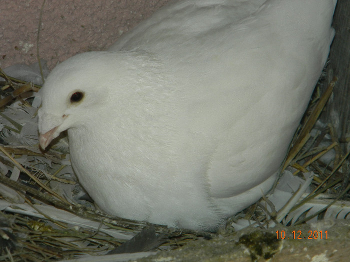 DSCN5226 - Porumbeii mei decembrie 2011