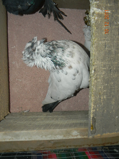 DSCN5232 - Porumbeii mei decembrie 2011