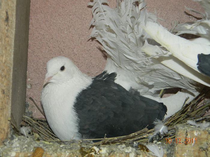 DSCN5238 - Porumbeii mei decembrie 2011
