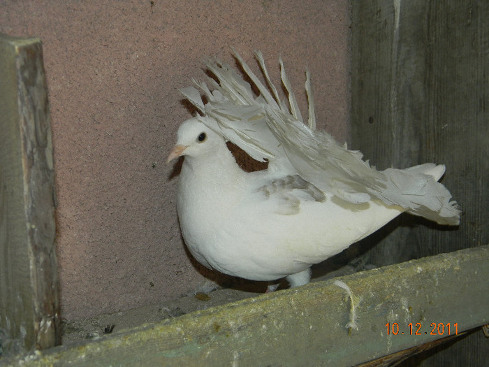 pui 2011 - Porumbeii mei decembrie 2011