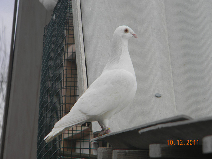 DSCN5290 - Porumbeii mei decembrie 2011