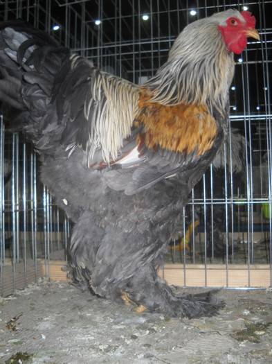 BRAHMA HERMINAT INCHIS PE ALBASTRU - EXPO NATIONALA DABAS UNGARIA  2011