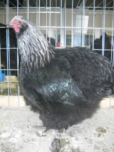 ORPINGTON HERMINAT INCHIS