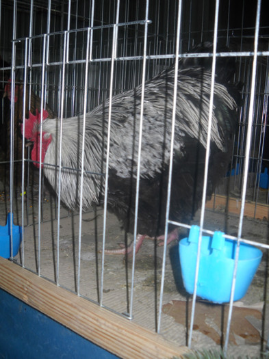 ORPINGTON HERMINAT INCHIS
