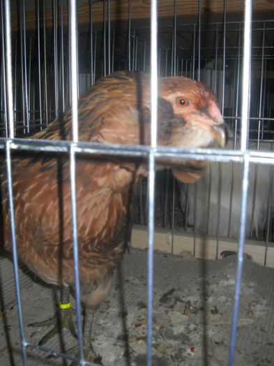 ARAUCANA