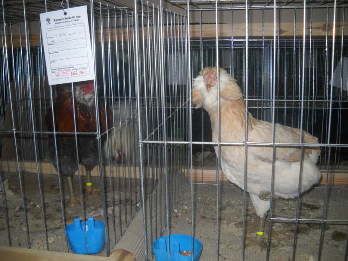 ARAUCANE