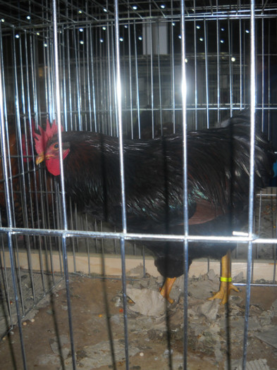 Picture 119 - EXPO NATIONALA DABAS UNGARIA  2011