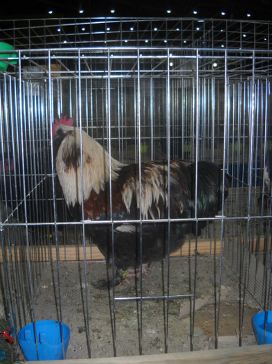 Picture 150 - EXPO NATIONALA DABAS UNGARIA  2011