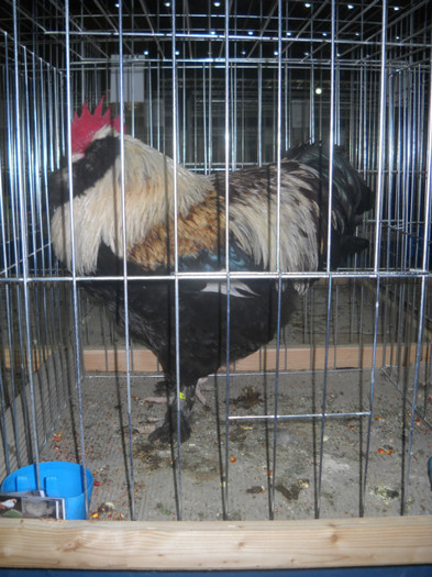 Picture 152 - EXPO NATIONALA DABAS UNGARIA  2011