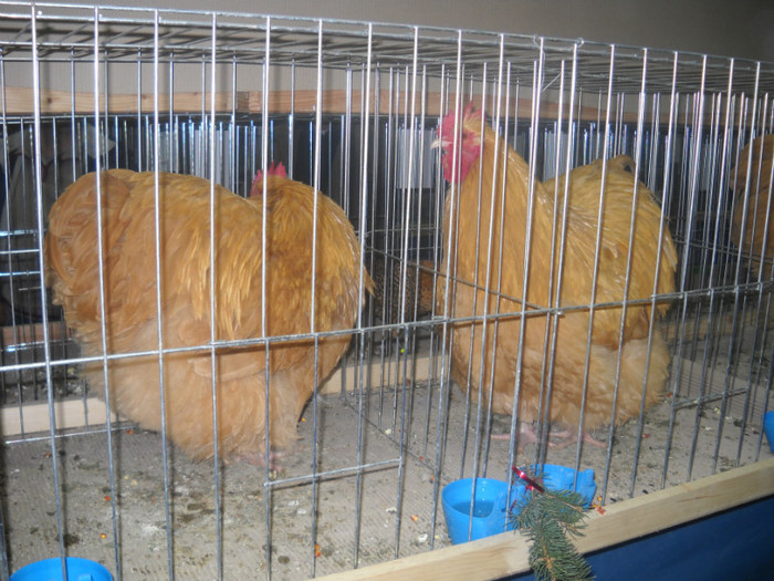 Picture 169 - EXPO NATIONALA DABAS UNGARIA  2011