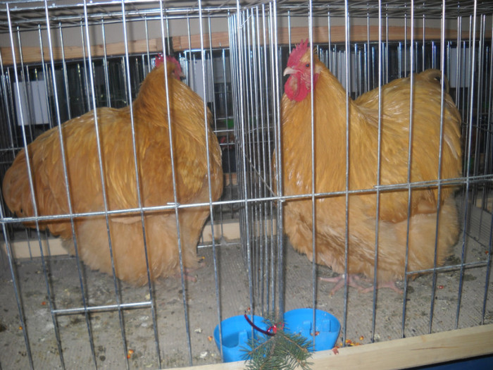 Picture 170 - EXPO NATIONALA DABAS UNGARIA  2011