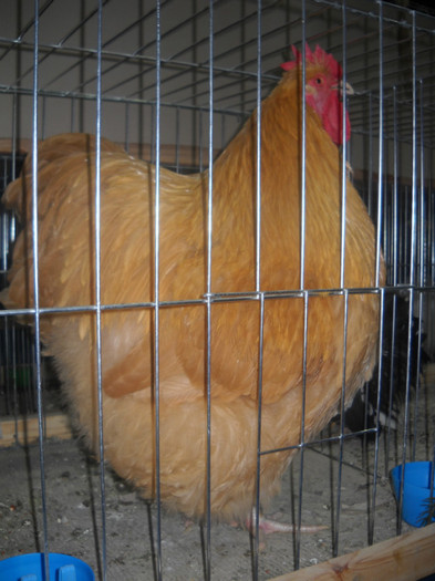 Picture 173 - EXPO NATIONALA DABAS UNGARIA  2011