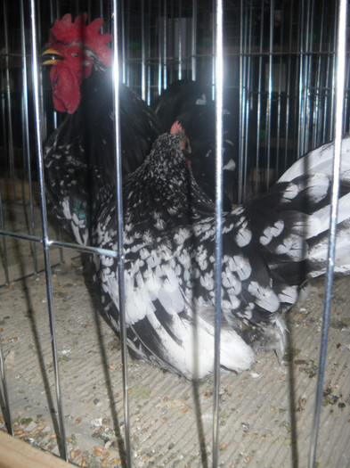 Picture 174 - EXPO NATIONALA DABAS UNGARIA  2011