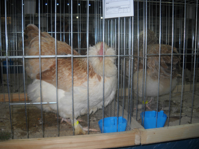 Picture 177 - EXPO NATIONALA DABAS UNGARIA  2011
