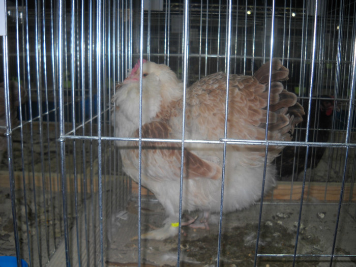Picture 178 - EXPO NATIONALA DABAS UNGARIA  2011