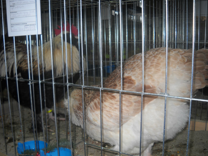 Picture 180 - EXPO NATIONALA DABAS UNGARIA  2011