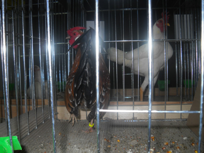 Picture 186 - EXPO NATIONALA DABAS UNGARIA  2011