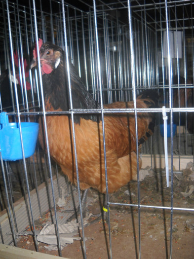 Picture 200 - EXPO NATIONALA DABAS UNGARIA  2011