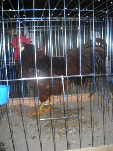Picture 205 - EXPO NATIONALA DABAS UNGARIA  2011