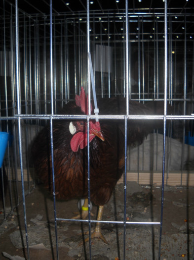 Picture 206 - EXPO NATIONALA DABAS UNGARIA  2011