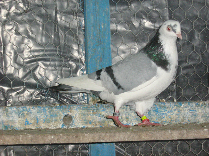 Picture 342