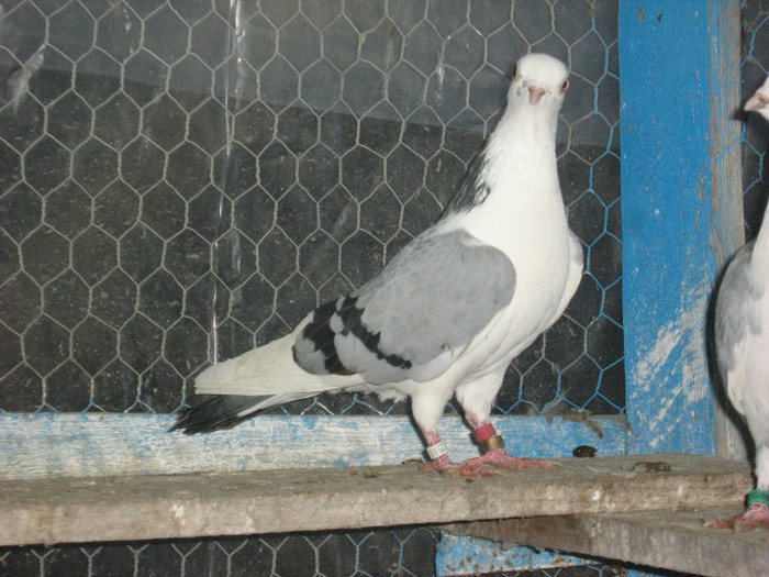 broscuta