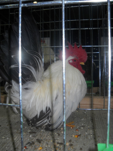 Picture 212 - EXPO NATIONALA DABAS UNGARIA  2011