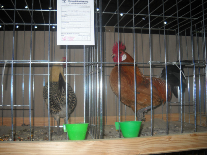 Picture 216 - EXPO NATIONALA DABAS UNGARIA  2011