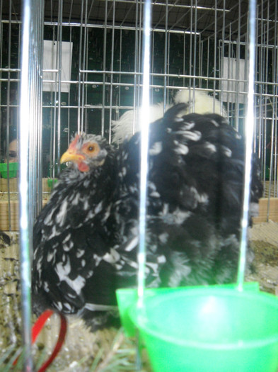 Picture 221 - EXPO NATIONALA DABAS UNGARIA  2011