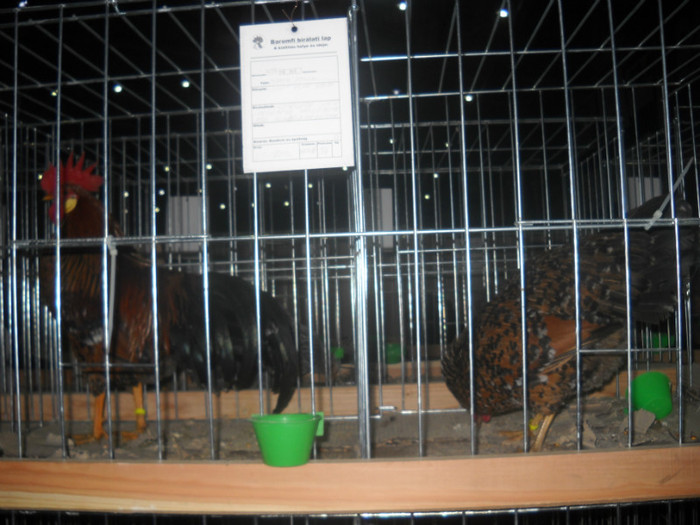 Picture 229 - EXPO NATIONALA DABAS UNGARIA  2011