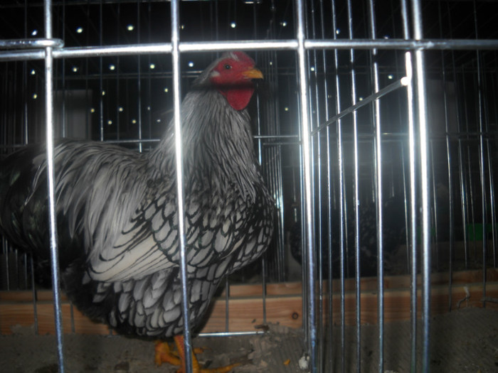 Picture 231 - EXPO NATIONALA DABAS UNGARIA  2011