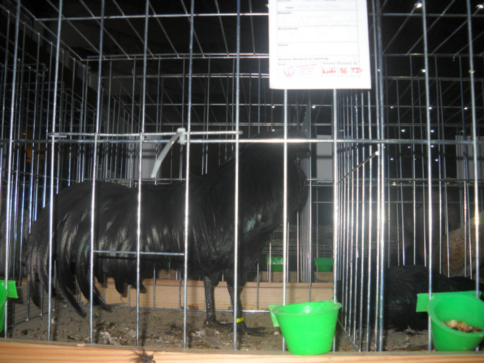 Picture 234 - EXPO NATIONALA DABAS UNGARIA  2011