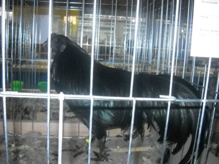 SUMATRA