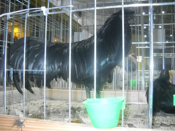 Picture 236 - EXPO NATIONALA DABAS UNGARIA  2011
