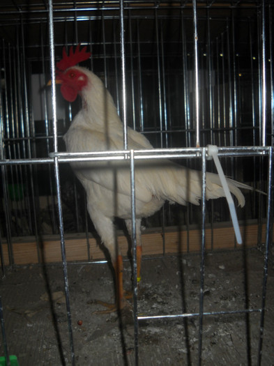 Picture 240 - EXPO NATIONALA DABAS UNGARIA  2011