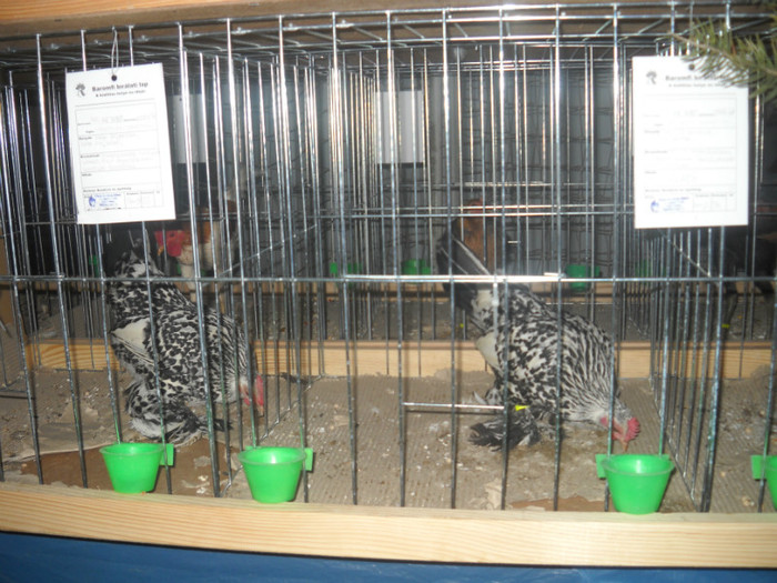 Picture 243 - EXPO NATIONALA DABAS UNGARIA  2011