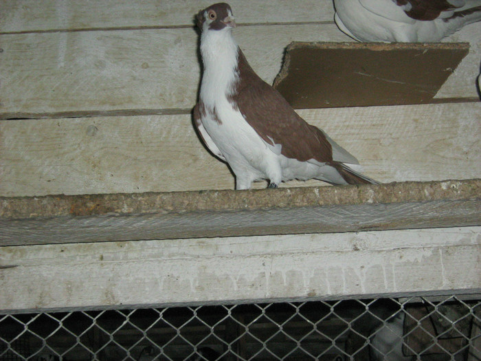 Picture 397