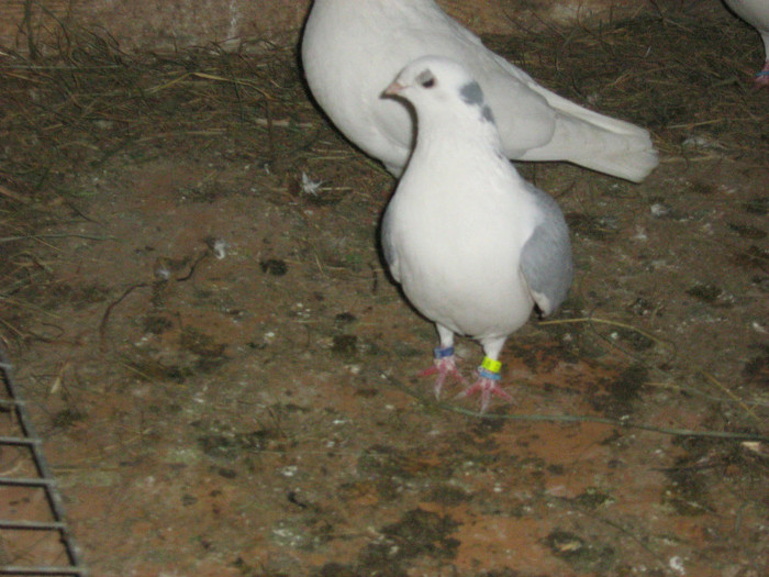 Picture 424