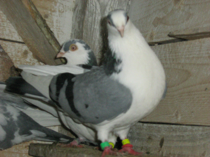 Picture 437