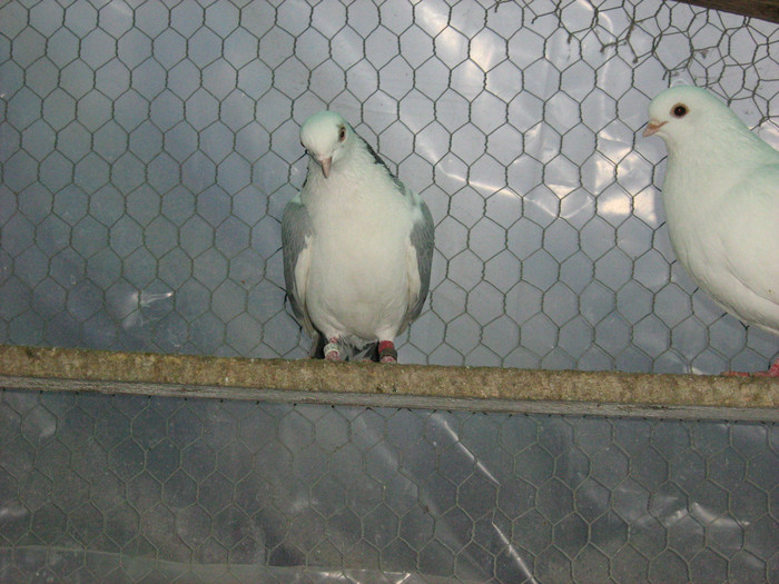 Picture 462