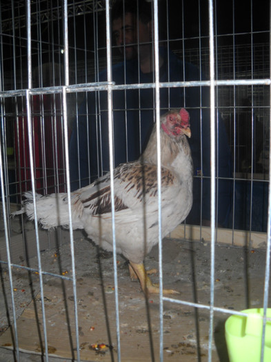 Picture 307 - EXPO NATIONALA DABAS UNGARIA  2011