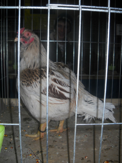 Picture 313 - EXPO NATIONALA DABAS UNGARIA  2011