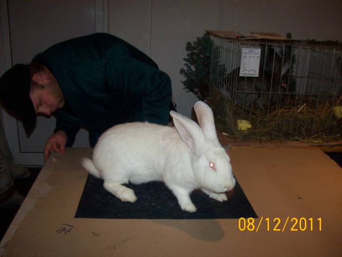 100_6784 - EXPOZITIA 8-11 DECEMBRIE 2011 HENIU BISTRITA