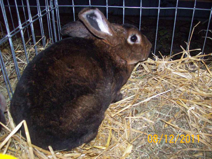 100_6786 - EXPOZITIA 8-11 DECEMBRIE 2011 HENIU BISTRITA