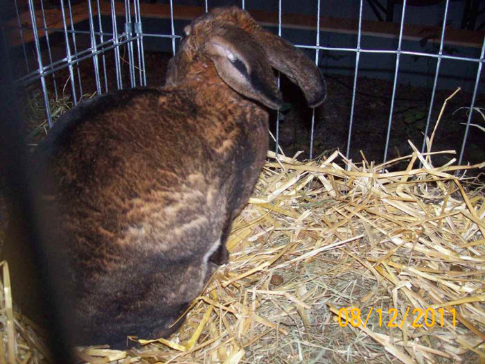 100_6787 - EXPOZITIA 8-11 DECEMBRIE 2011 HENIU BISTRITA