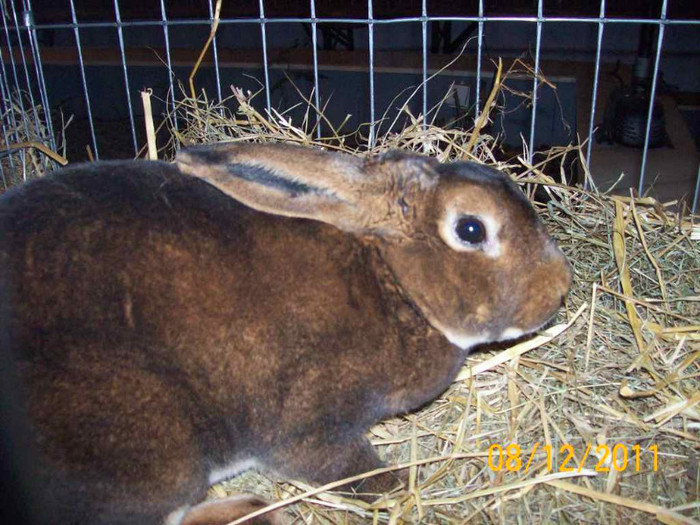 100_6788 - EXPOZITIA 8-11 DECEMBRIE 2011 HENIU BISTRITA