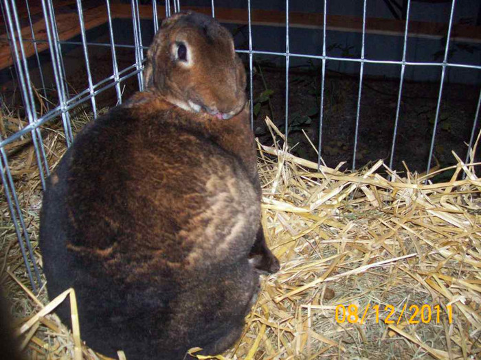 100_6789 - EXPOZITIA 8-11 DECEMBRIE 2011 HENIU BISTRITA