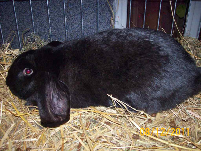 100_6794 - EXPOZITIA 8-11 DECEMBRIE 2011 HENIU BISTRITA